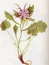 Vegetazione spontanea Physoplexis cmosa